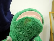 皮膚が薄くなったカエルくんのアゴ。