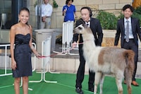 あびる優とラマ。