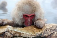 「カメラのキタムラフォトコンテスト 2010秋冬」の「腕だめし部門 自然」で入選した東野こと東田健二（新宿区）の作品。