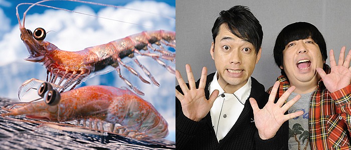 映画「ハッピー フィート2  踊るペンギン レスキュー隊」日本語吹き替え版でオキアミ役の声優に挑戦するバナナマン。(C) 2011 VILLAGE ROADSHOW FILMS (BVI) LIMITED