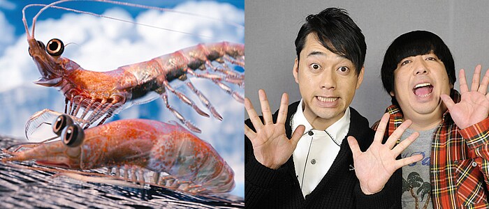 映画「ハッピー フィート2  踊るペンギン レスキュー隊」日本語吹き替え版でオキアミ役の声優に挑戦するバナナマン。(C) 2011 VILLAGE ROADSHOW FILMS (BVI) LIMITED