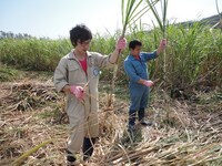 沖縄では伊平屋島で黒糖作りを手伝うためにサトウキビの収穫も体験。