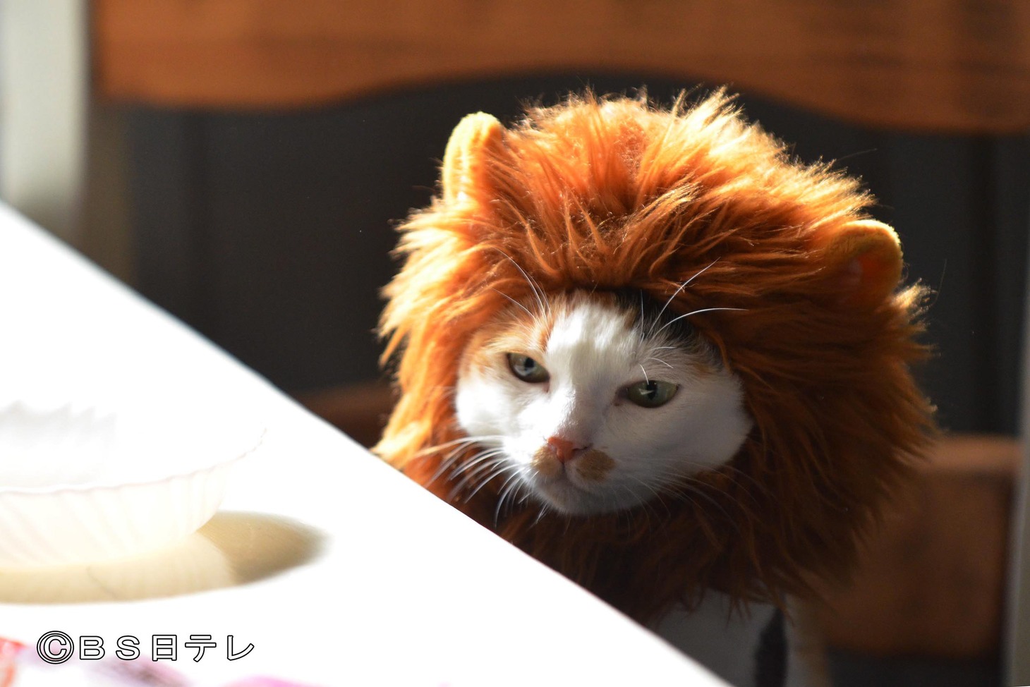 ドランクドラゴン鈴木と戯れるネコ。(c)BS日テレ