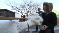 動物にエサをやるバカリズム（手前右）。