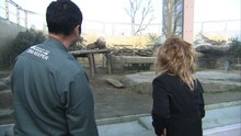 動物園でライオンの生態を観察するバカリズム（手前右）。