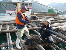 広島湾の牡蠣いかだの上で話を聞くアンガールズ山根（右）。(c)RCC