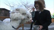 「バカリズム THE MOVIE」制作ドキュメント総集編の一場面。第4回ではバカリズムがライオンの姿で動物園を訪問した。