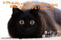 DVD「僕がネコに嫌われる理由 シーズン2」のイメージカット。(c)BS日テレ