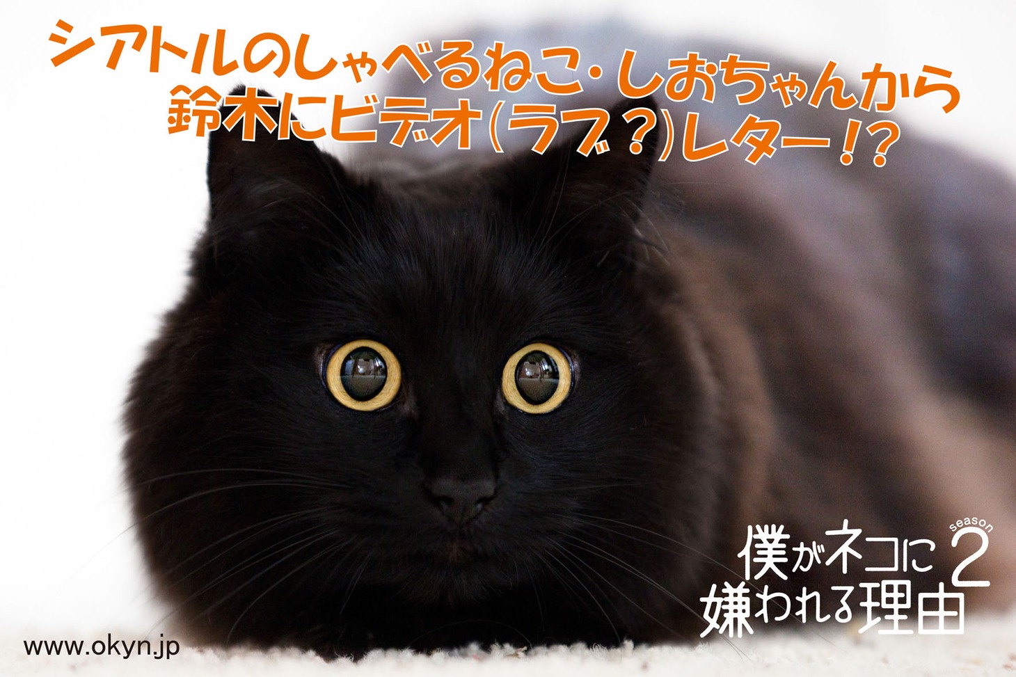 DVD「僕がネコに嫌われる理由 シーズン2」のイメージカット。(c)BS日テレ