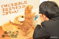 DVD「僕がネコに嫌われる理由 シーズン2」のイメージカット。(c)BS日テレ