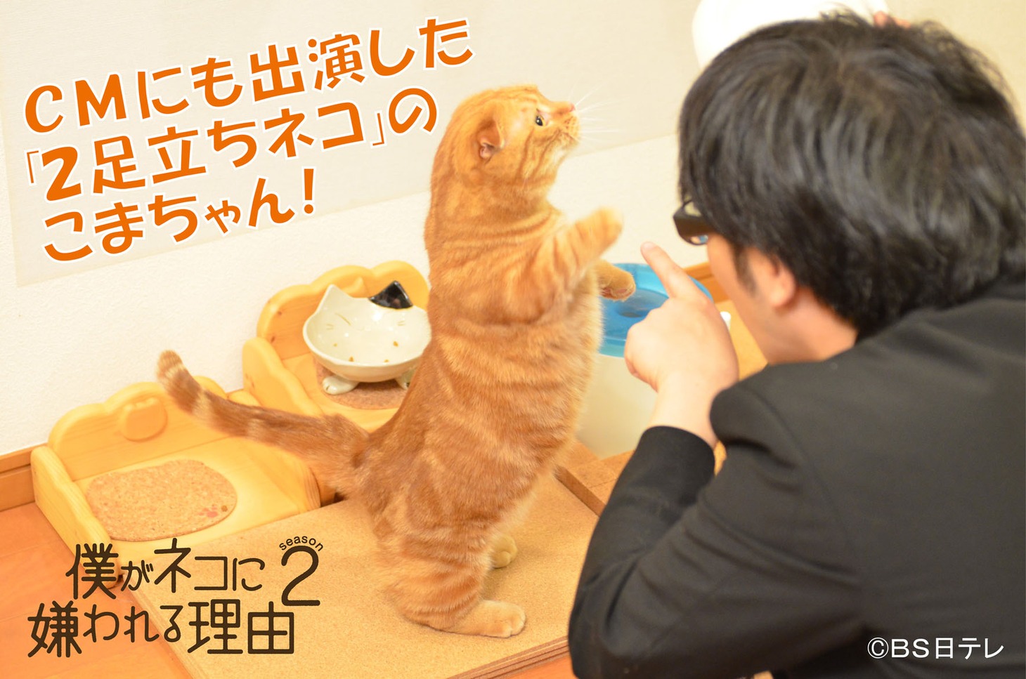 DVD「僕がネコに嫌われる理由 シーズン2」のイメージカット。(c)BS日テレ