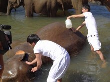 スリランカの「ぞうの孤児院」でお世話をするチュートリアル。(c)KTV