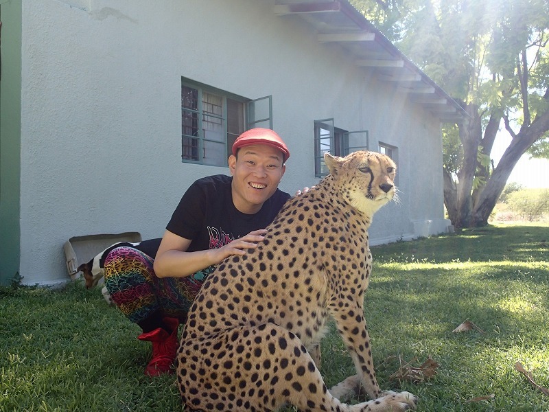 4月スタート「世界の村で発見！こんなところに日本人」より、ナミビアでチーターと触れ合う千原せいじ。(c)ABC