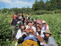 バスツアー「さつまいも！ DVD工場！ BBQ！ 秋の味覚大集合！ 茨城てんこもりあるある大収穫祭」で大量のさつまいもを収穫。