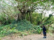 「又吉直樹、島へ行く。 母の故郷~奄美・加計呂麻島へ 」(c)BSジャパン