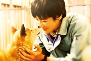 映画「ひまわりと子犬の7日間」(c)2013「ひまわりと子犬の7日間」製作委員会