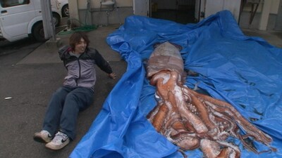 水揚げされたダイオウイカ。(c)日本テレビ