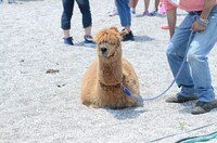 生中継で坂上忍の母と戦うことになったアルパカ。