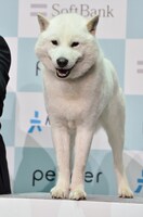 白戸家のお父さん