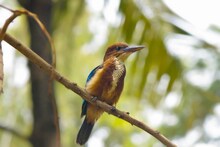 レイザーラモンRGが「これ見たら皆バードウォッチングにハマること間違いない、皆に見せたい、そして自分も見たい鳥」というカワセミ。 (c)neilbetter / GATAG