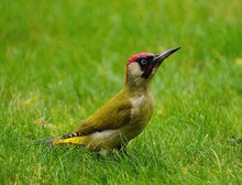 レイザーラモンRGが「たまたま立ち寄った天城越えの道の駅で見たむちゃくちゃキレイな思い出の鳥」というアオゲラ。 (c)ladyr6 / GATAG