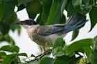 2年ぶりゴエ参加「アルゴロウ野鳥王国」関西バスツアー