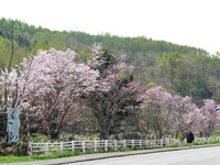 「ブギウギ専務 DVD vol.3『ブギウギ奥の細道～春の章～』」(c)STV