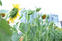 約3000本のひまわりが植えられている「ひまわり広場」。