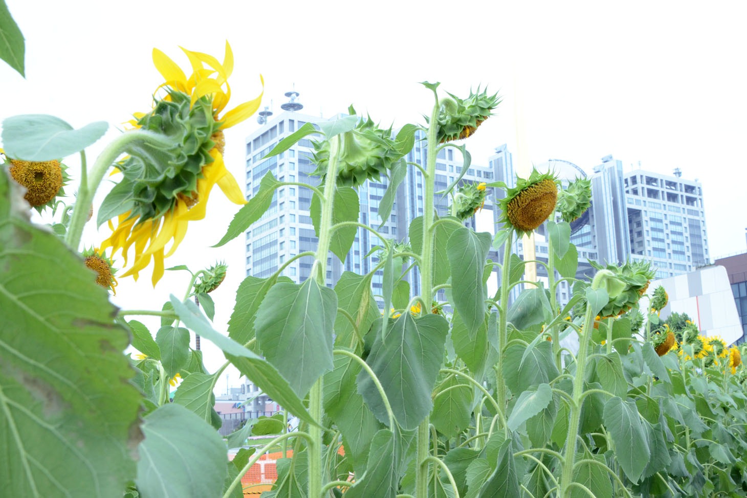 約3000本のひまわりが植えられている「ひまわり広場」。