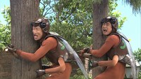 「七人のコント侍」のコント「セミの鳴き声」(c)NHK