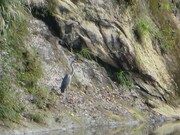 河原にいたサギ。