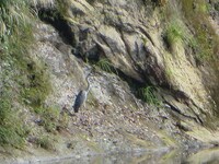 河原にいたサギ。