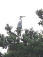 井頭公園にいたサギ。