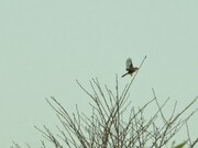 雀ではなくモズと判明した写真。（撮影・お笑いナタリー）