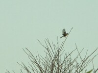 雀ではなくモズと判明した写真。（撮影・お笑いナタリー）