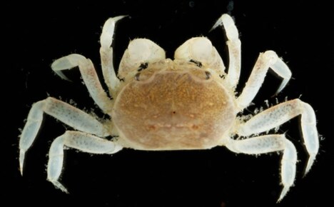 新属新種のカニ。(c)日本テレビ