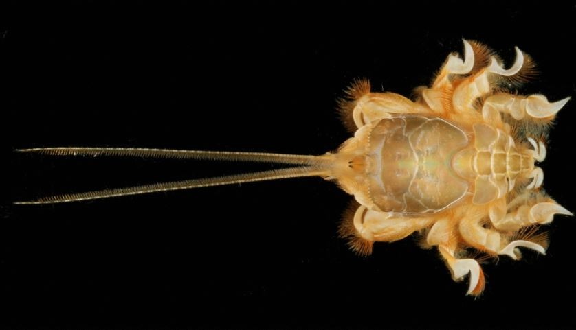 クダヒゲガニ科の一種。(c)日本テレビ