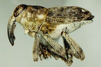 ツノクモゾウムシの一種。(c)日本テレビ