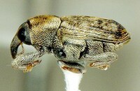 ヒメクモゾウムシの一種。(c)日本テレビ