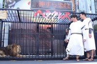 ライオンに縮み上がる寺門と肥後。