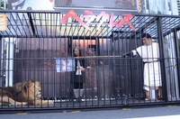 オスライオンにメスライオンの写真を見せる肥後。