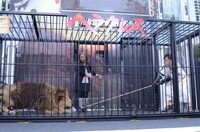 猫じゃらしをライオンに差し出す上島。