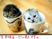 落書き作品「おもフォト」の使用例。野性爆弾・ロッシーによる「かわいい！」。