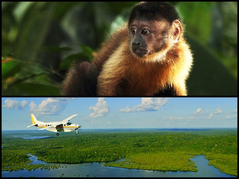 映画「アマゾン大冒険～世界最大のジャングルを探検しよう！～」メインビジュアル  (c) 2013 BILOBA Films - GULLANE - GEDEON Programmes - France 2 Cinema - GLOBO Filmes - IMOVISION - LE PACTE