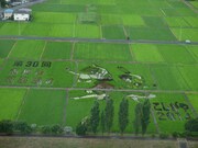 南越谷阿波踊りを描いた田んぼアート。