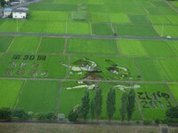 南越谷阿波踊りを描いた田んぼアート。