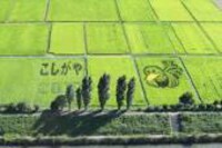 鴨ネギ鍋 マスコットキャラ「ガーヤちゃん」を描いた田んぼアート。