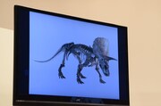 トリケラトプスの骨格標本の見本。