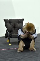 ゆりありく・りく