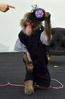 ゆりありく・りく